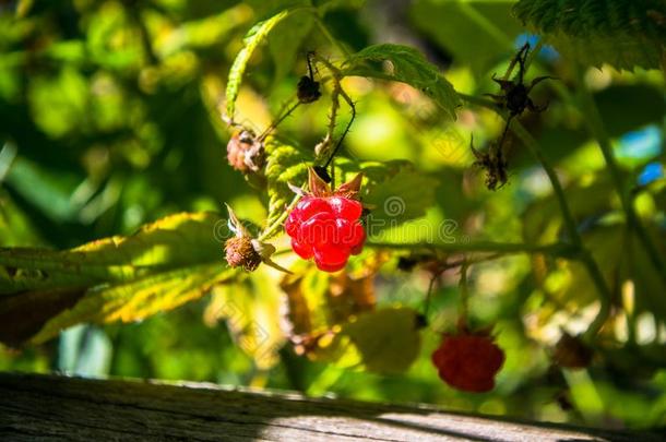 成熟的浆果关于新鲜的森林rasp浆果关-在上面.和煦的：照到阳光的七月为