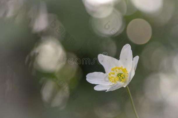 野生的银莲花-木材银莲花-银莲花尼莫罗萨