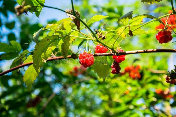 成熟的浆果关于新鲜的森林rasp浆果关-在上面.和煦的：照到阳光的七月为