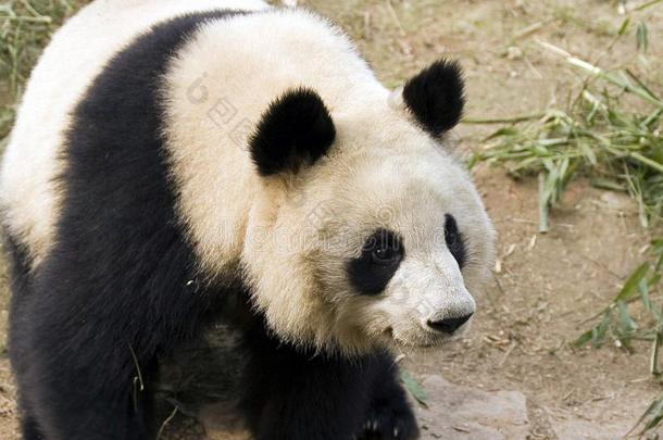 巨人熊猫,四川省份,中国