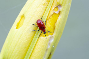 猩红色百合花甲壳虫向百合花芽图片