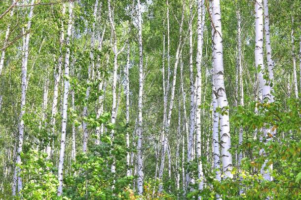 美丽的桦树树和白色的桦树吠叫采用桦树小树林