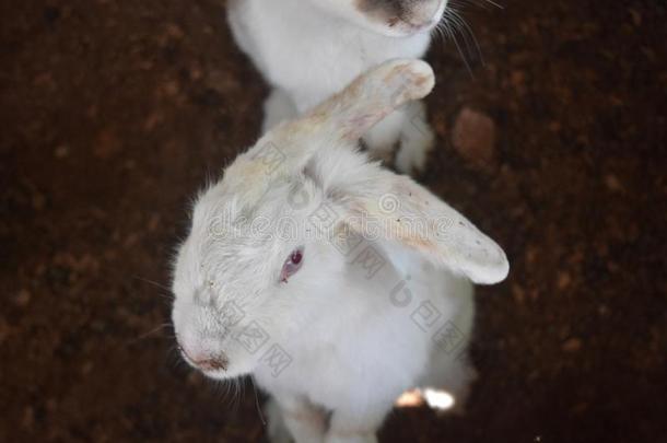 美丽的白色的<strong>兔子</strong>和粉红色的<strong>眼睛</strong>起立向后面的木头支架