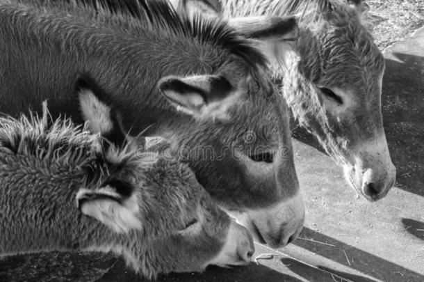 野生的驴子,奥特曼,亚利桑那州