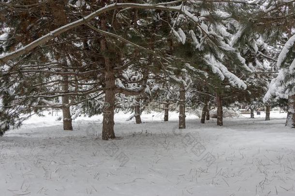 下雪的松类的森林.观念关于冬美好和精神饱满