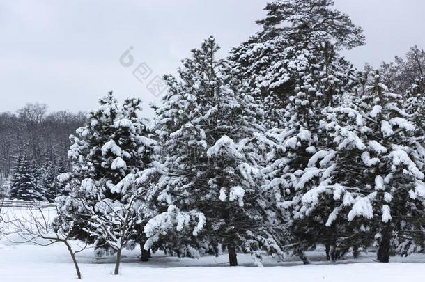 下雪的松类的森林.观念关于冬美好和精神饱满