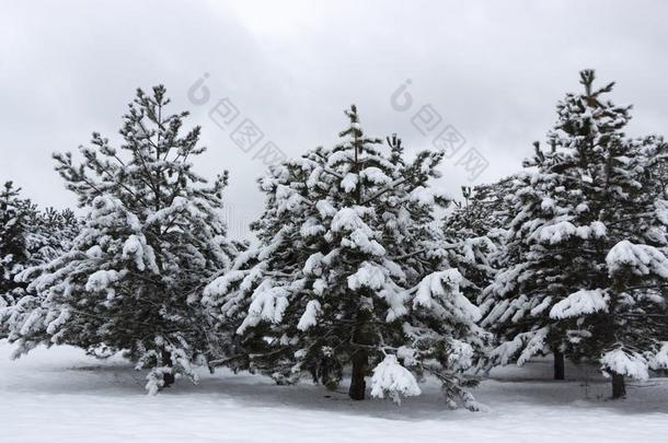 下雪的松类的森林.观念关于冬美好和精神饱满