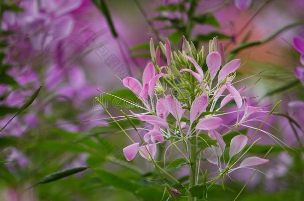 盛开的粉红色的白花<strong>菜</strong>属植物尖<strong>刺</strong>花