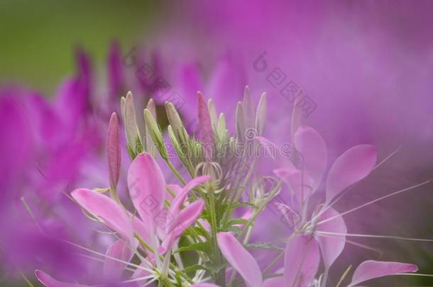 盛开的粉红色的白花菜属植物尖刺花
