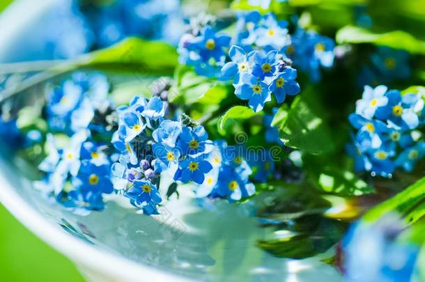 蓝色花.花序关于植物