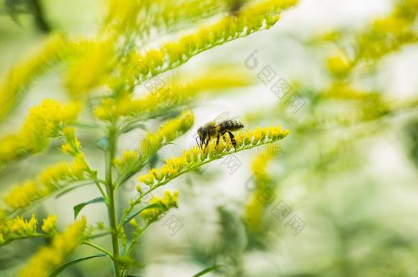 <strong>一枝</strong>黄花,秋麒麟草属植物黄色的花采用夏.孤独的蜜蜂坐向