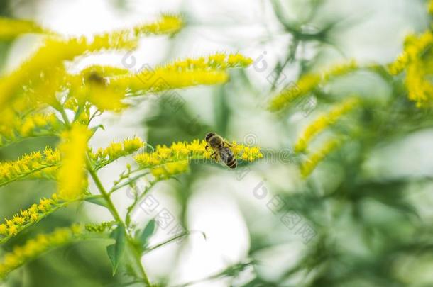 <strong>一枝</strong>黄花,秋麒麟草属植物黄色的花采用夏.孤独的蜜蜂坐向