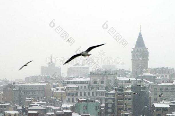 一下雪的一天和海鸥