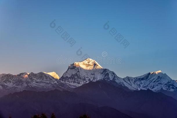 雪山峰关于道拉吉利峰山在日落采用指已提到的人喜马拉雅山脉采用英语字母表的第14个字母