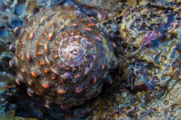 波状的长头巾海壳采用蓄潮池向湿的岩石