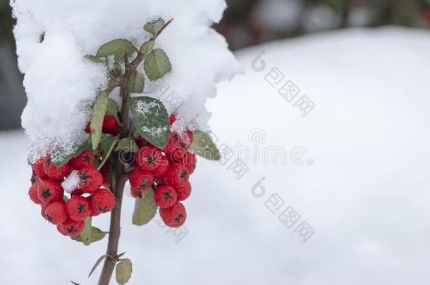 浆果关于桔子成熟的山灰向一下雪的br一nch