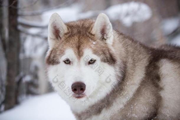 关-在上面肖像关于美丽的和自由的米黄色狗产西伯利亚的