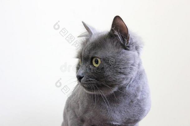 美丽的纯血统的灰色猫
