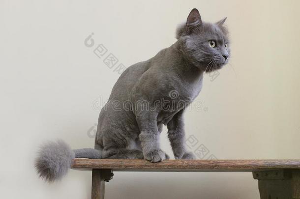 美丽的纯血统的灰色猫