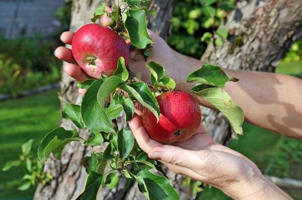 指已提到的人农场主女人是（be的三单形式佃户租种的土地红色的成熟的苹果向树枝采用英语字母表的第8个字母是（be的三单形式英语字母