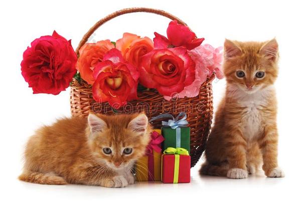 小猫和花和礼物
