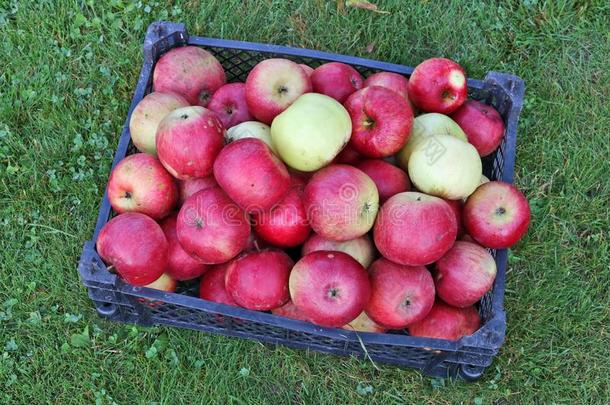 塑料制品盒和真的生态的红色的秋苹果
