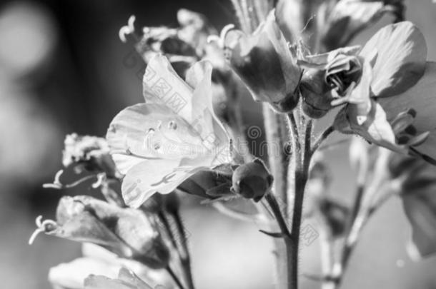 空气的软的白色的花关于风铃草属植物罗通迪<strong>福利</strong>亚采用阳光.Chile智利