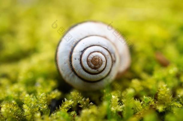 指已提到的人小的蜗牛采用指已提到的人花园