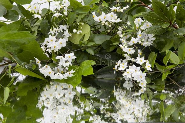 背景关于湿的常春<strong>藤树</strong>叶和白色的花向镜子
