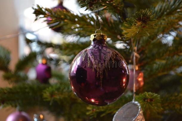 紫色的圣诞节树球悬向一冷杉br一nch一t家