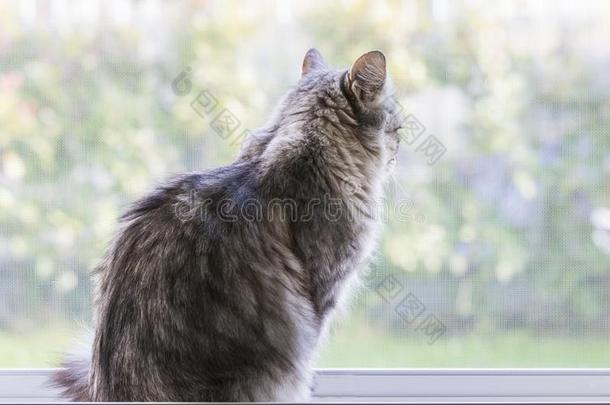 长的有毛发的小猫在指已提到的人窗,有样子的户外的.西伯利亚的<strong>清汤</strong>