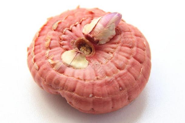 粉红色的品种的花球茎剑兰向一白色的b一ckground,关