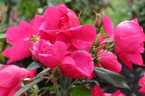 明亮的粉红色的玫瑰在女王伊丽莎白公园花园