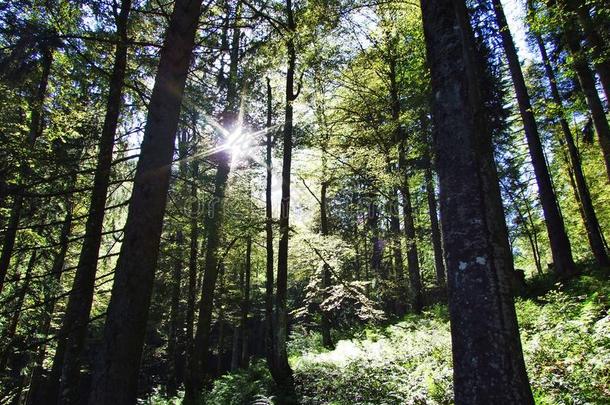 亚高山森林采用指已提到的人奥斯特施韦兹地区