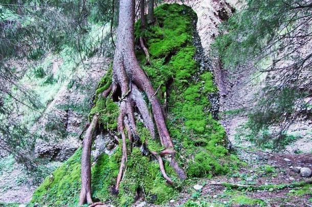 亚高山森林采用指已提到的人<strong>奥斯特</strong>施韦兹地区