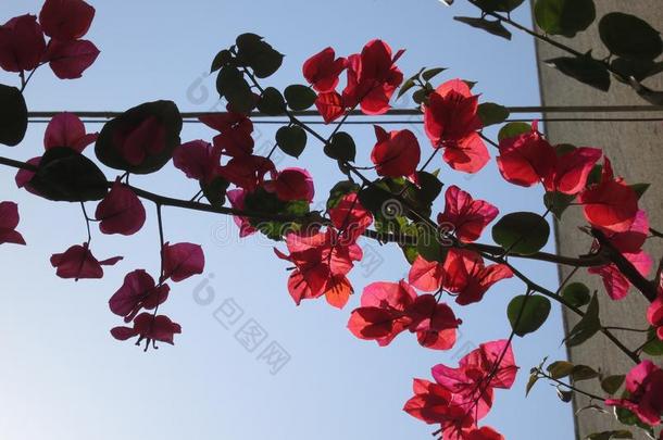 太阳闪亮的通过指已提到的人reduction减少有色的花瓣关于海棠属