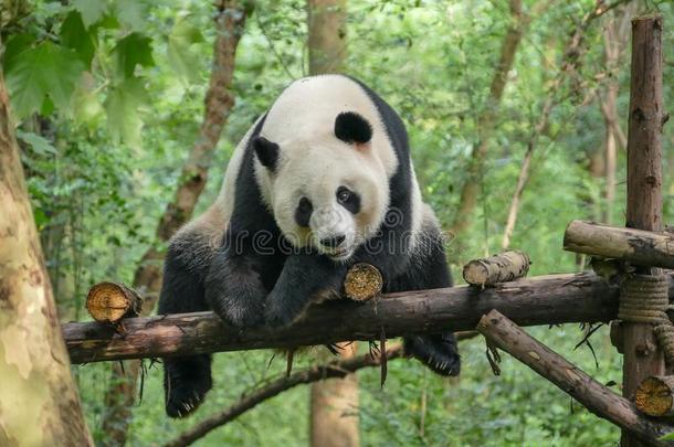巨人熊猫在卧龙N在ure储备,成都,四川普罗旺斯
