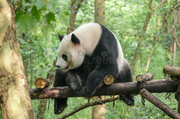 巨人熊猫在卧龙N在ure储备,成都,<strong>四川</strong>普罗旺斯