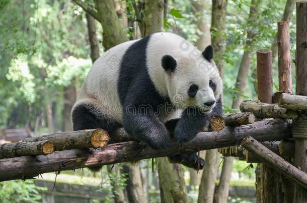 巨人熊猫在卧龙N在ure储备,成都,四川普罗旺斯