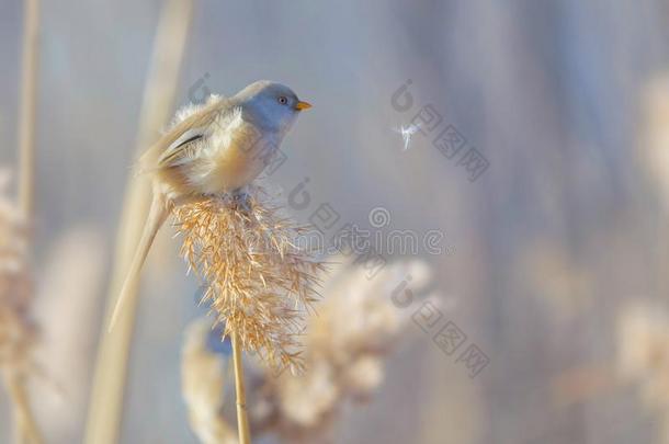 有胡须的山雀向<strong>芦苇</strong>