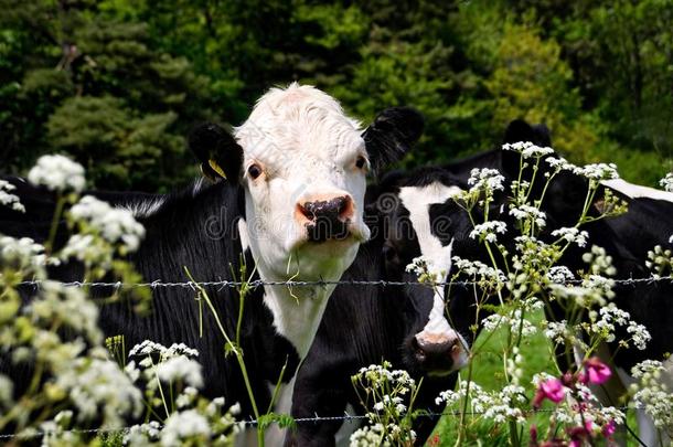 黑的和白色的母牛有样子的好奇地越过一栅栏