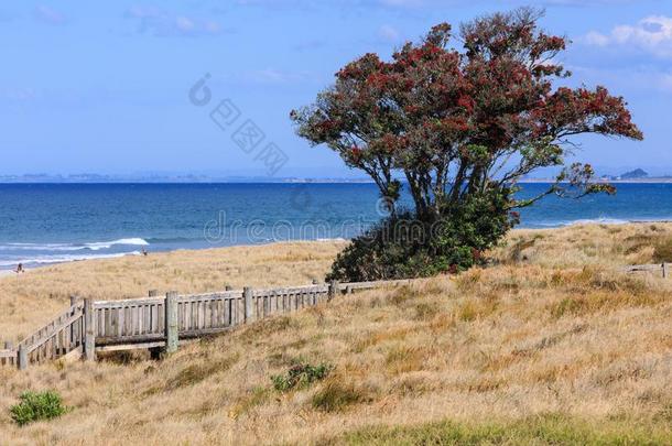 独自的开花波胡图卡瓦树向指已提到的人海滩,登上曼加努伊