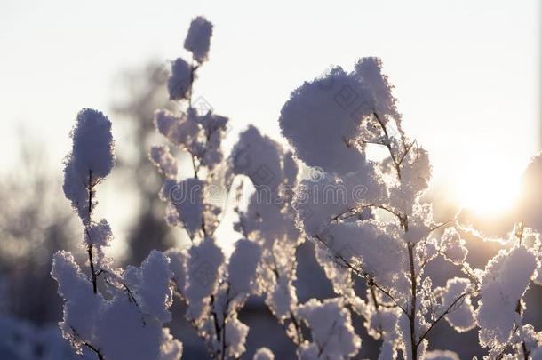 树树枝采用指已提到的人雪aga采用st指已提到的人sett采用g太阳