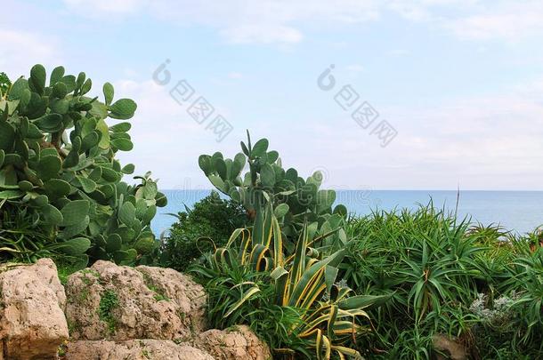 仙人掌,芦荟,岩石,海,夏一天.