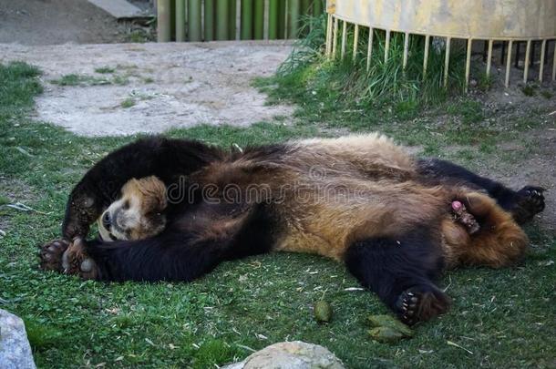 大的黑的-白色的熊猫熊睡眠和爪子在上面给予在上面