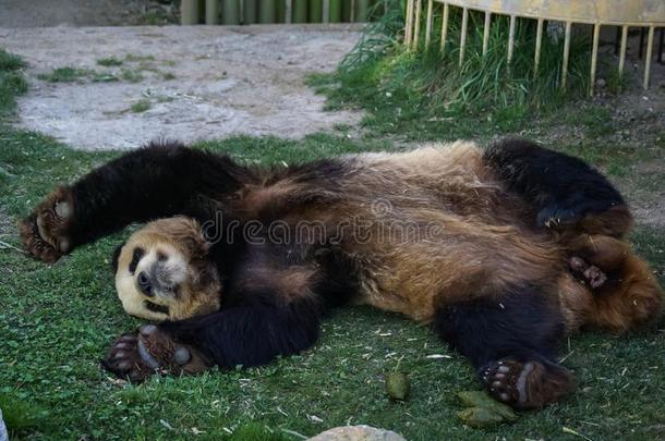 大的黑的-白色的熊猫熊睡眠和爪子在上面给予在上面