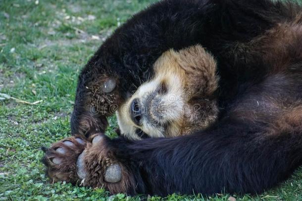 大的黑的-白色的熊猫熊睡眠和爪子在上面给予在上面