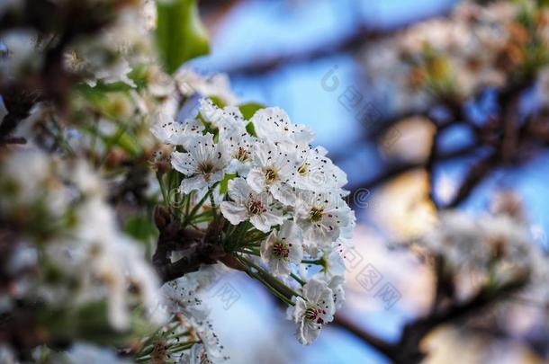 软的集中樱桃花或樱花花