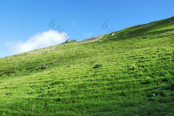 美丽的牧草地和小山采用指已提到的人奥斯特施韦兹地区