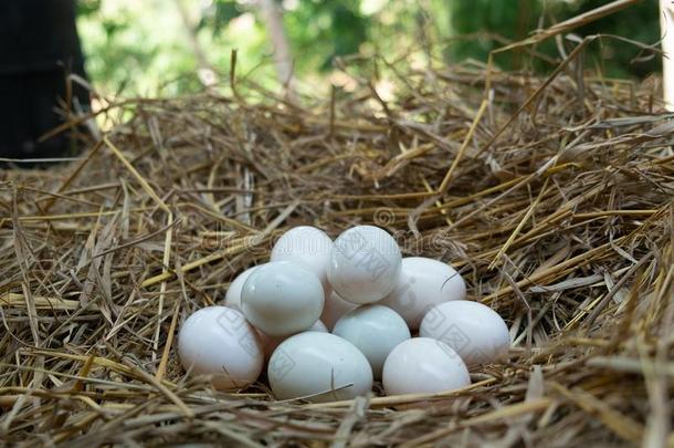 卵放采用指已提到的人稻草,白色的鸭子鸡蛋